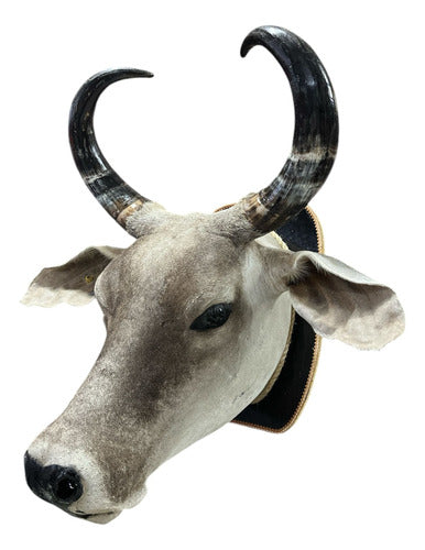 Cabeça De Boi Empalhada - Decoração De Parede Country