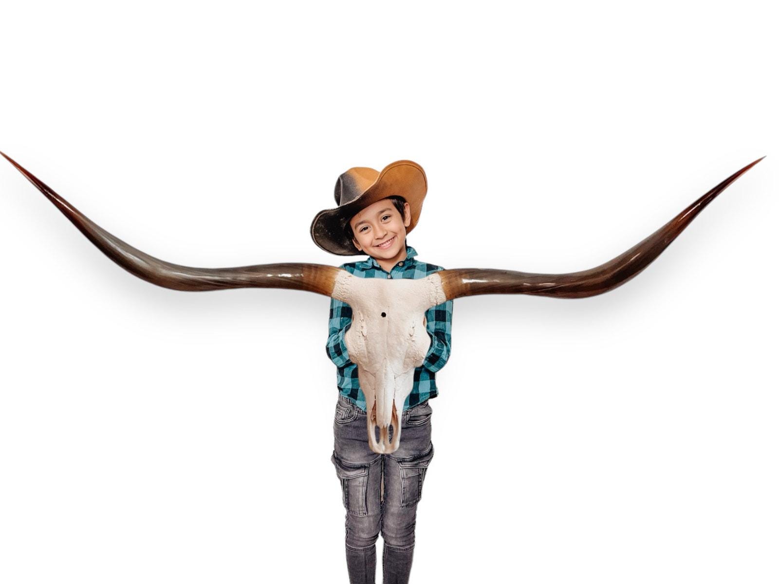 Crânio Real de Touro - Chifre LongHorn
