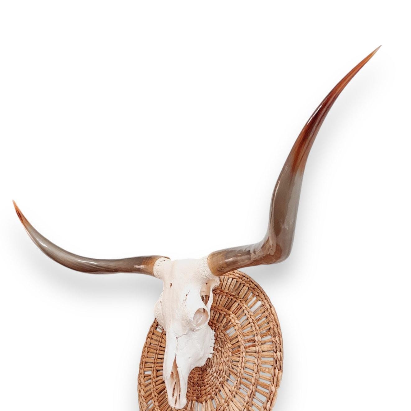 Crânio Real de Touro - Chifre LongHorn
