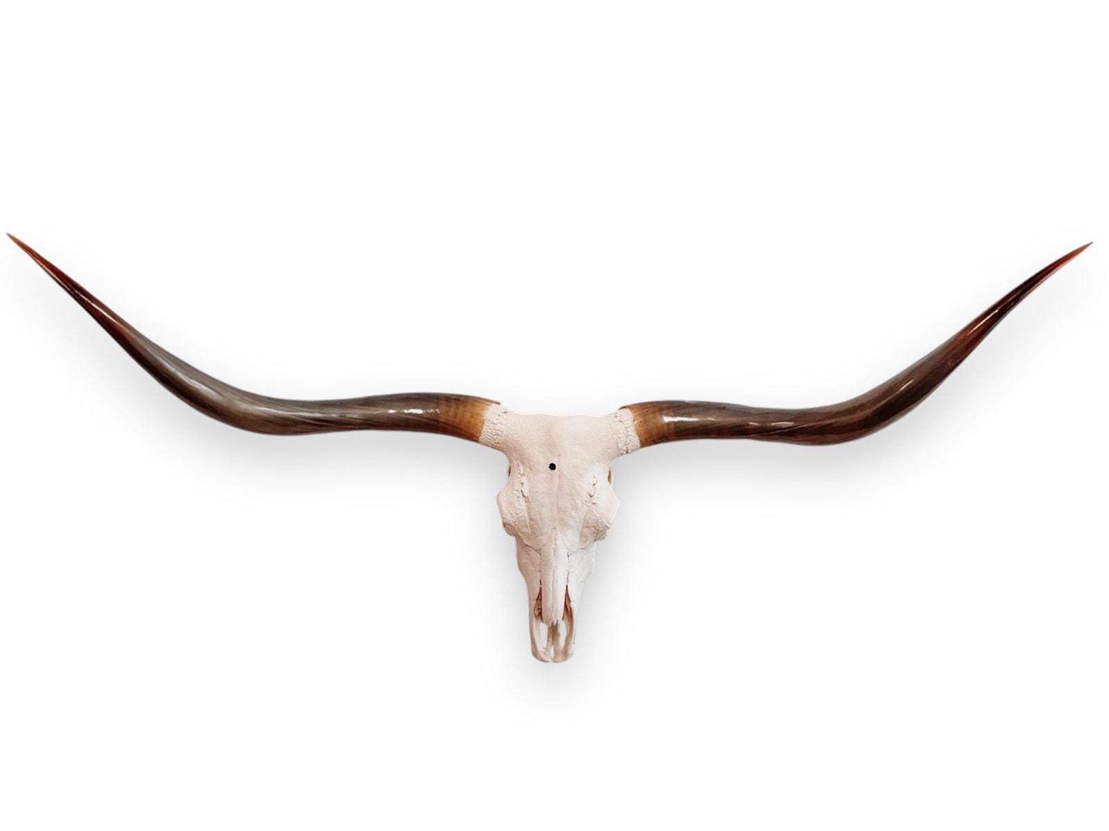 Crânio Real de Touro - Chifre LongHorn