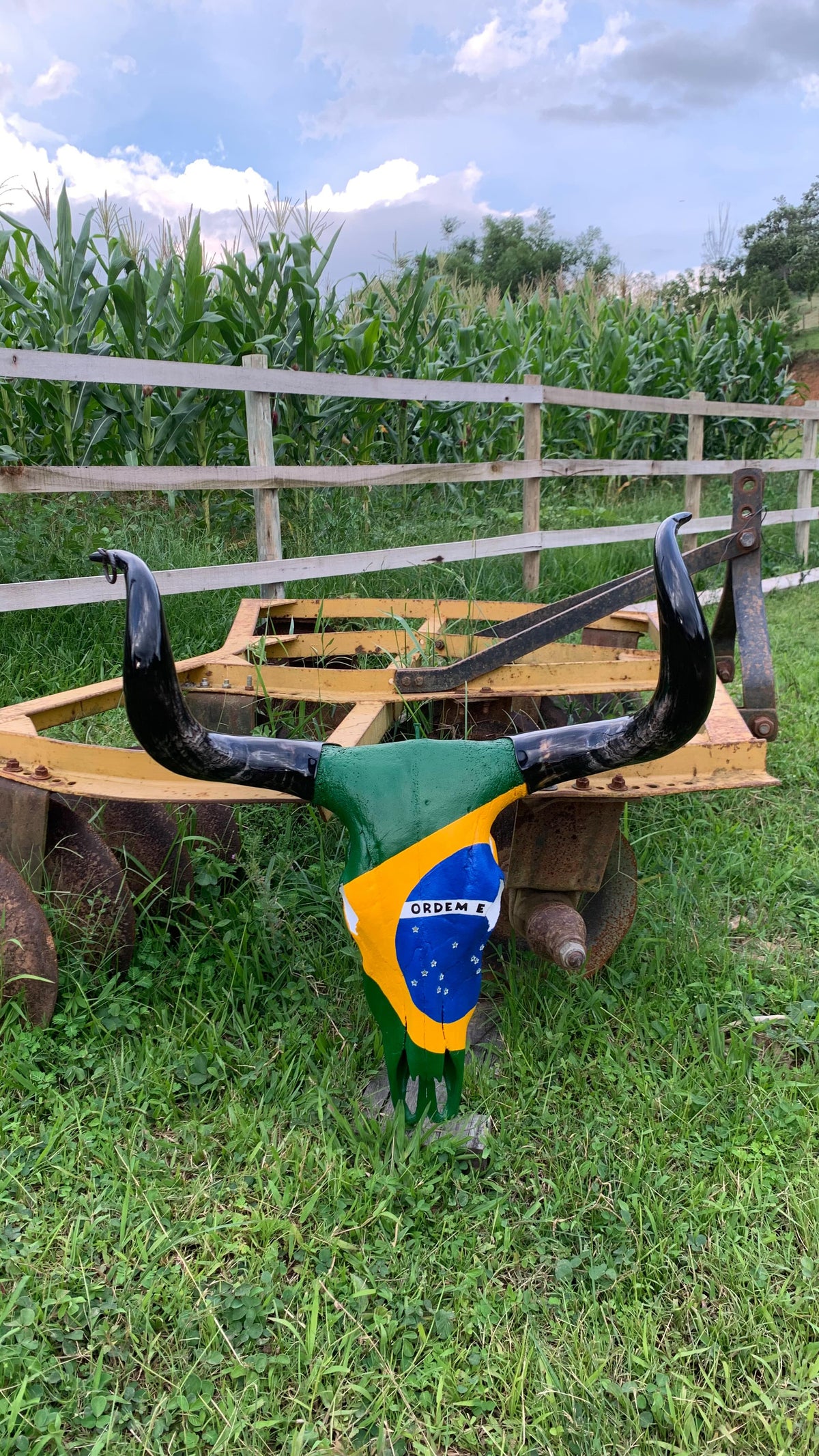 Crânio Real Bovino com Bandeira do Brasil