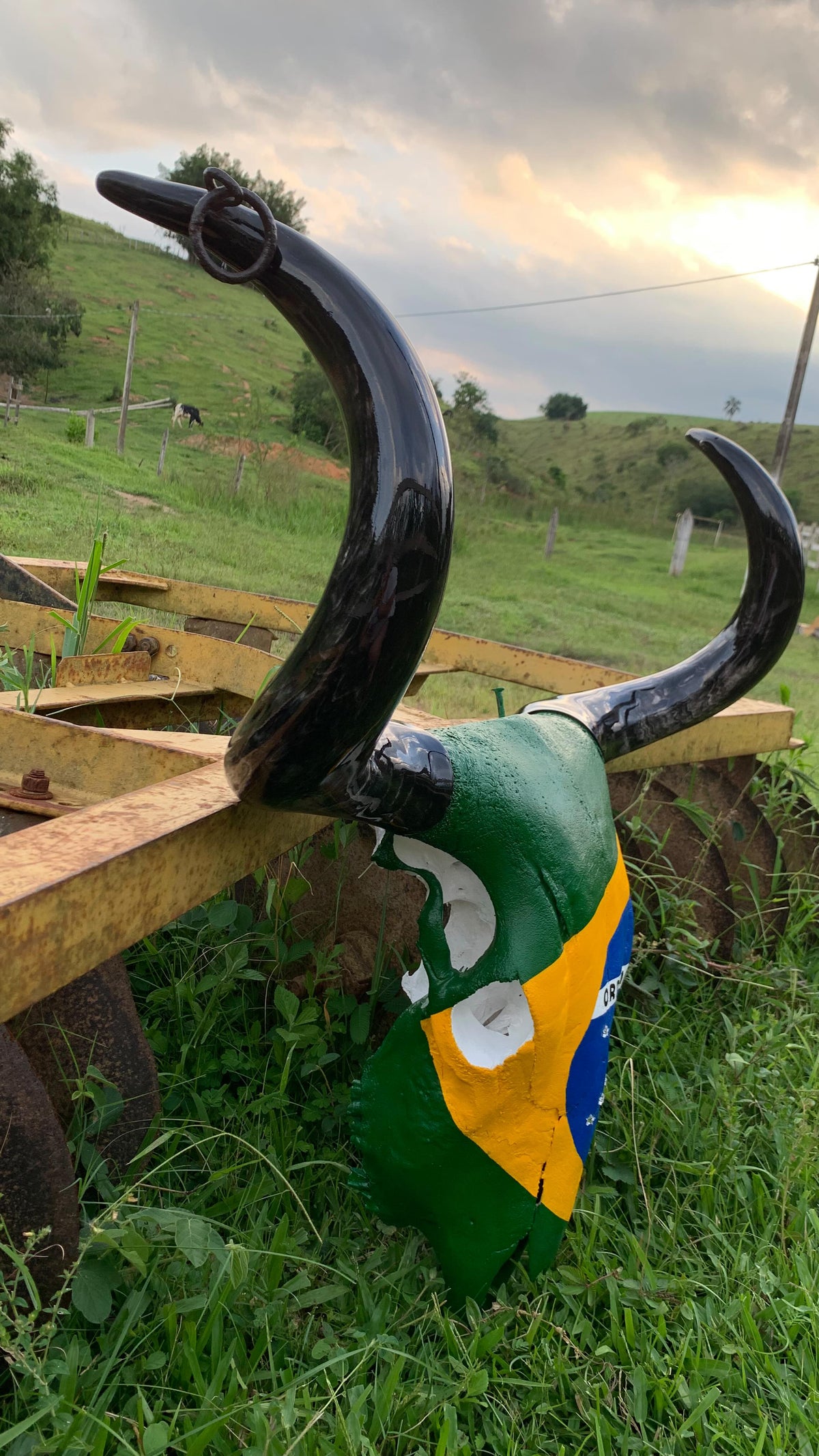Crânio Real Bovino com Bandeira do Brasil