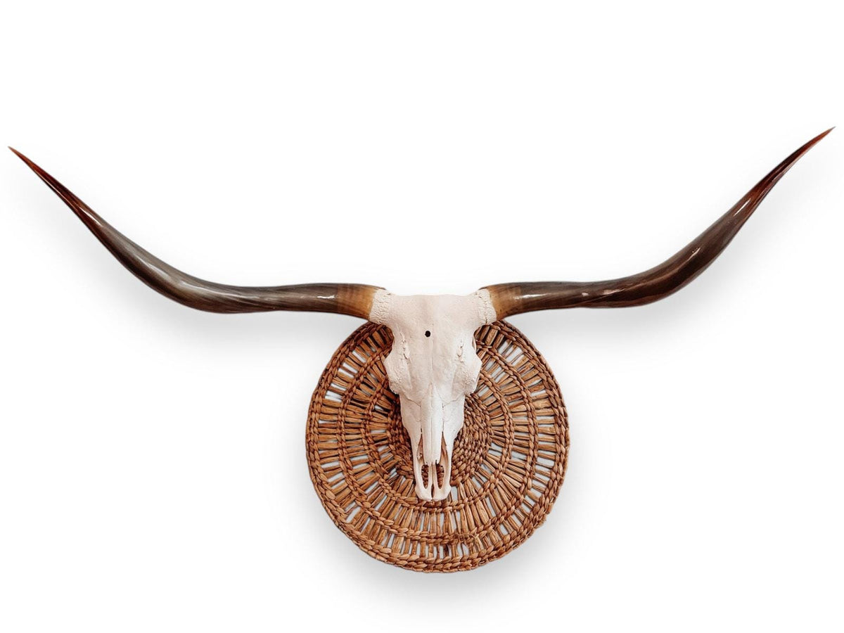 Crânio Real de Touro - Chifre LongHorn
