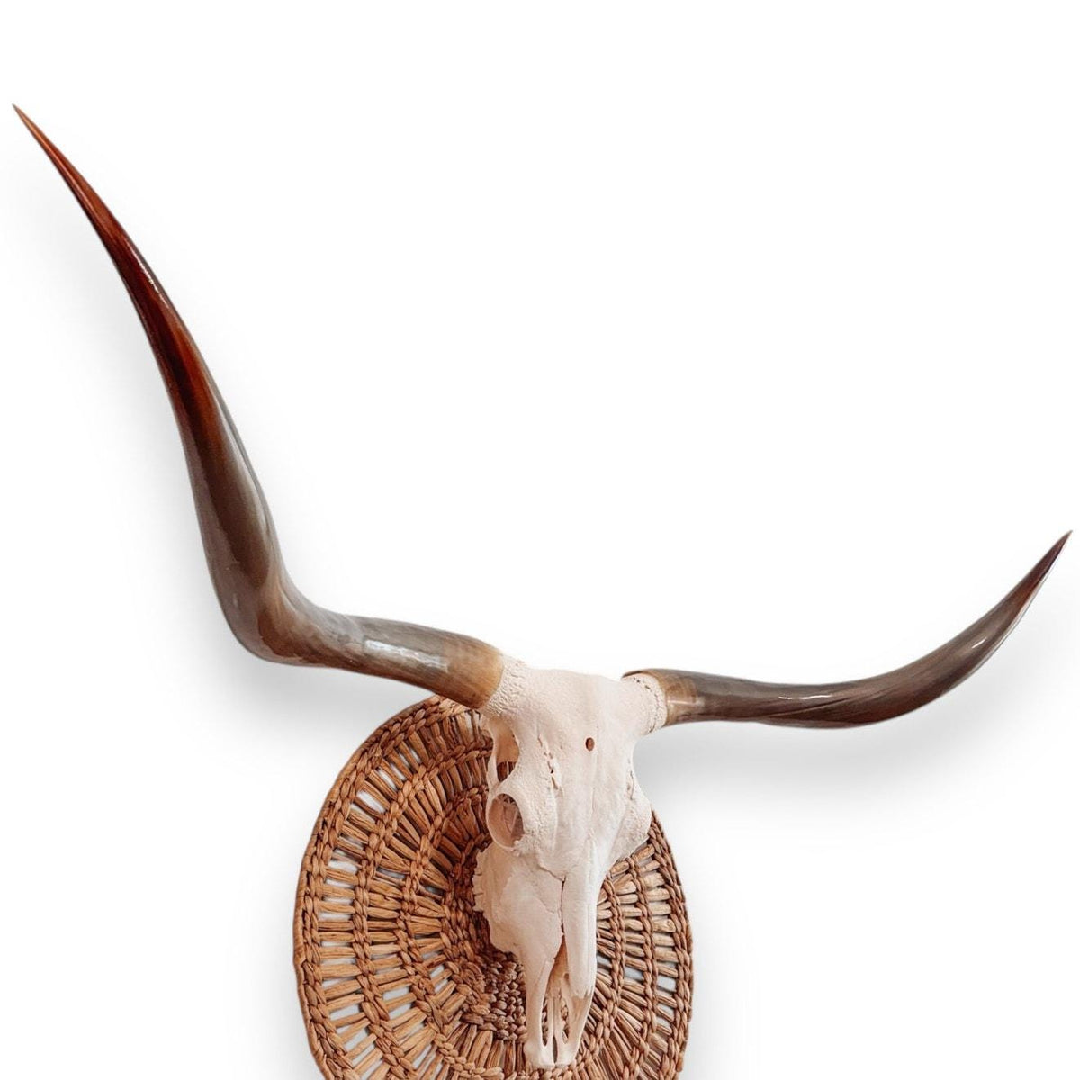 Crânio Real de Touro - Chifre LongHorn